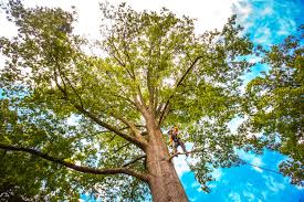 Best Tree Cabling and Bracing  in Duvall, WA