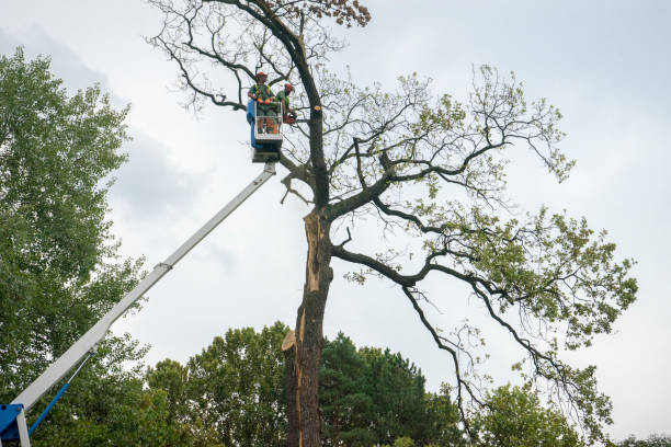 Best Tree Health Inspection  in Duvall, WA
