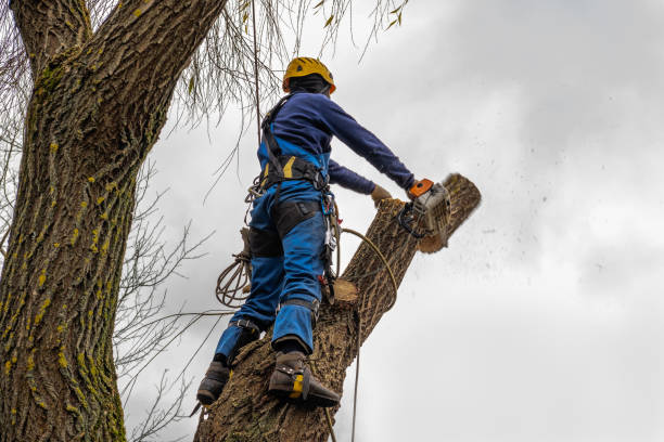 Best Tree Risk Assessment  in Duvall, WA