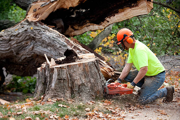 Best Soil Testing and Treatment  in Duvall, WA